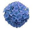 Blue Flowers image