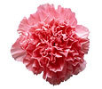 Carnations image