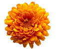 Chrysanthemums image
