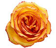 Orange Roses image